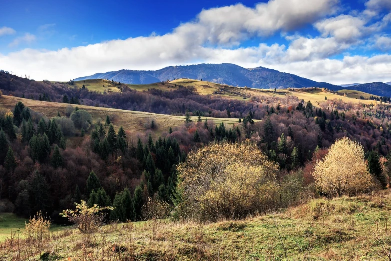 the green grass and trees on the mountainside