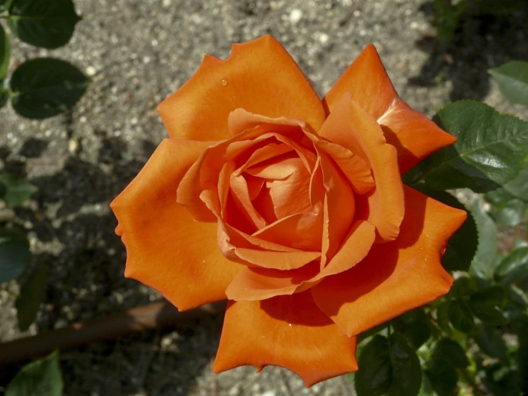 an orange rose on the ground and a green leaf