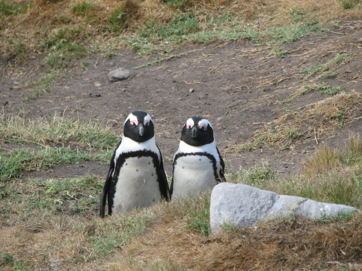 two penguins with eyes open and one sitting on the ground