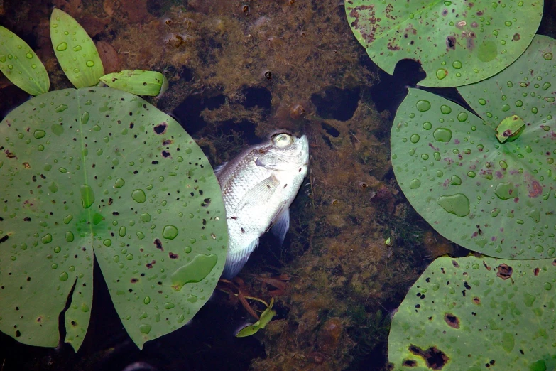 dead fish is lying in a large pond full of water lillies