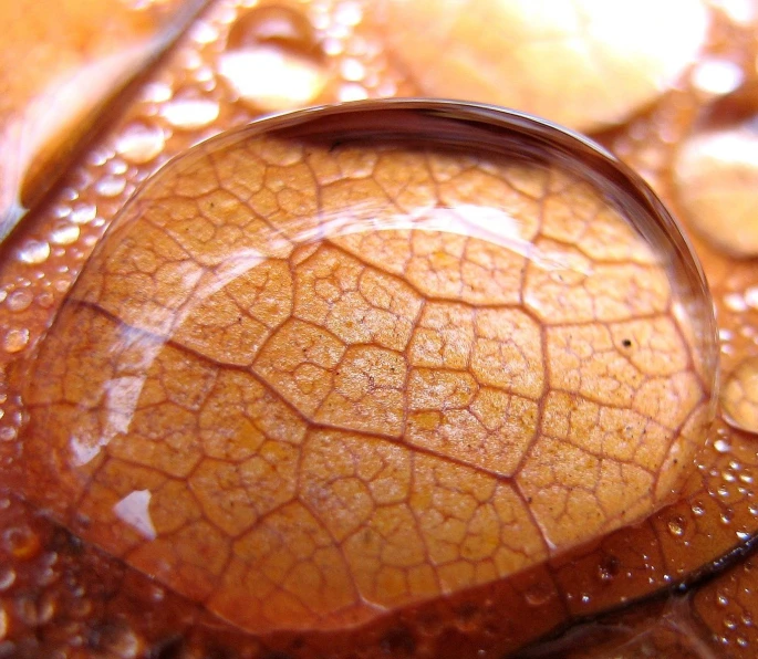 a closeup of a piece of brown leaf with raindrops