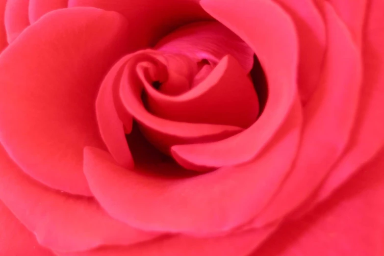 an extreme closeup po of a pink rose