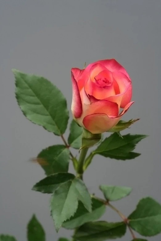 pink rose blooming on tree against grey background