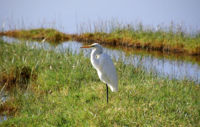 a white bird with long beak standing on top of a field