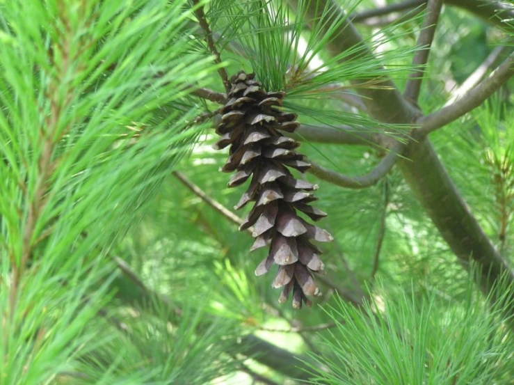 pine cone resting on a nch of a pine tree
