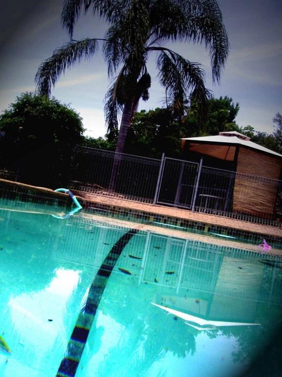 the pool at a residential complex contains a bench and tree