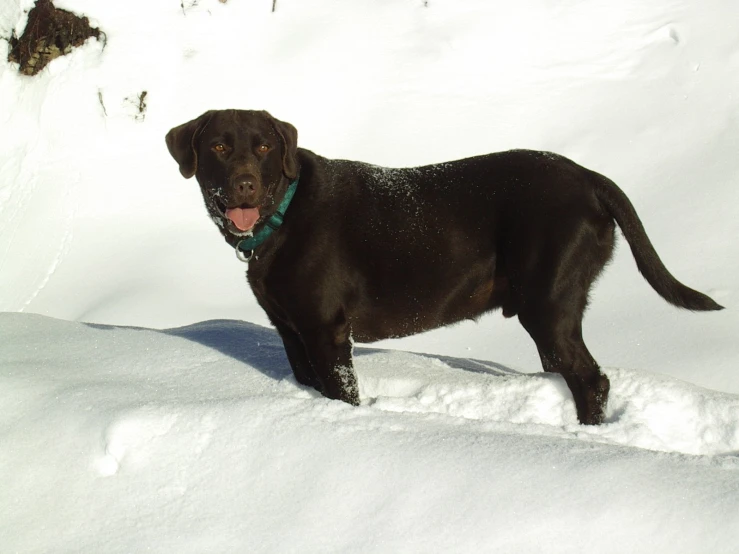 a black dog standing in the snow with his tongue out