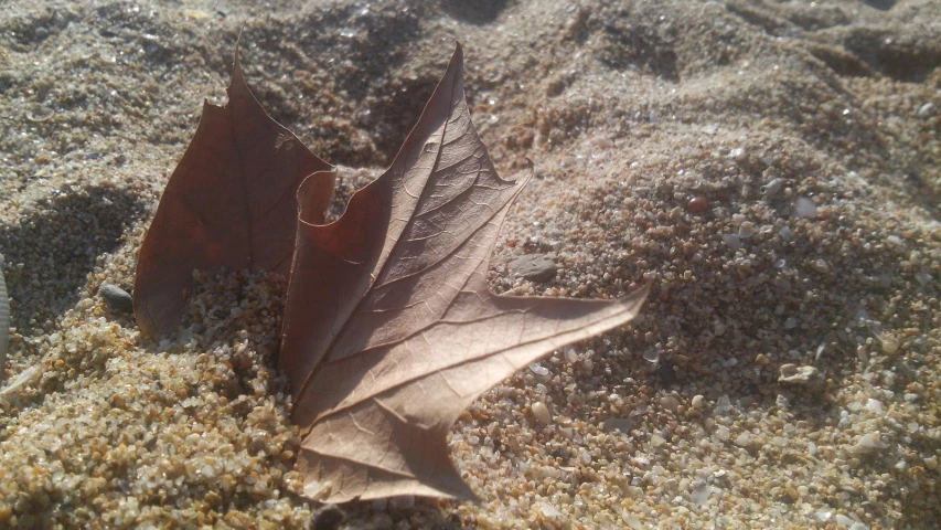 two dead leaves on the ground