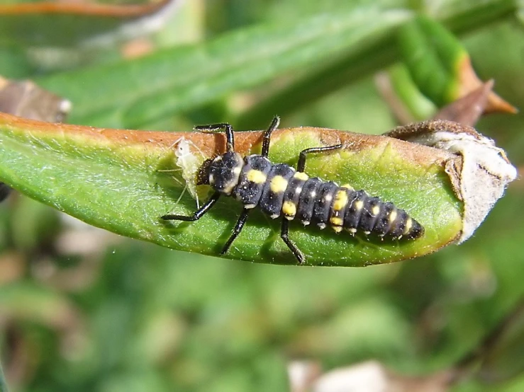 a large beetle on top of a leaf