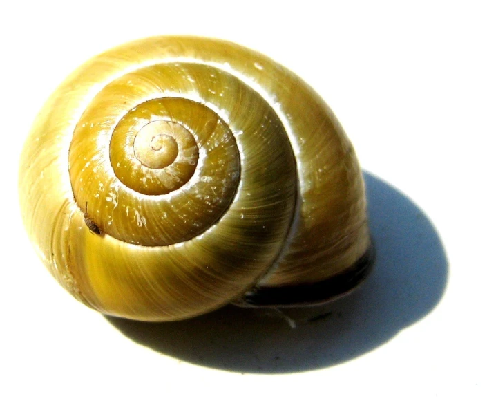 two yellow shells on the surface with their shell curled inward