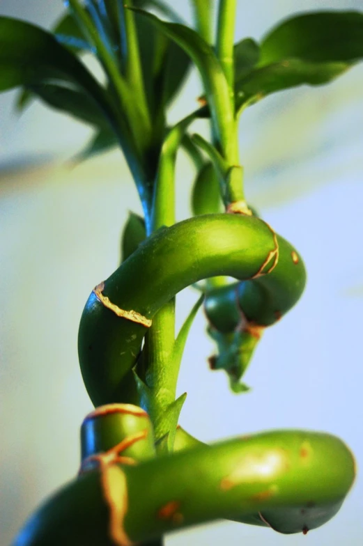 a plant that is not fully grown in the picture