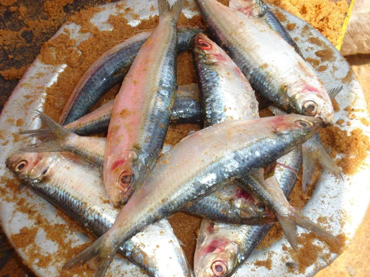 several large fish are placed in a bowl