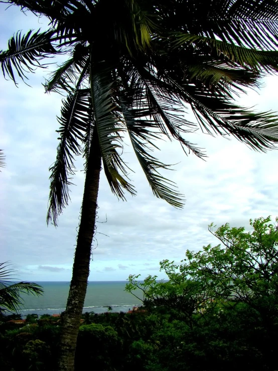 a palm tree leaning to the left with cloudy skies behind it