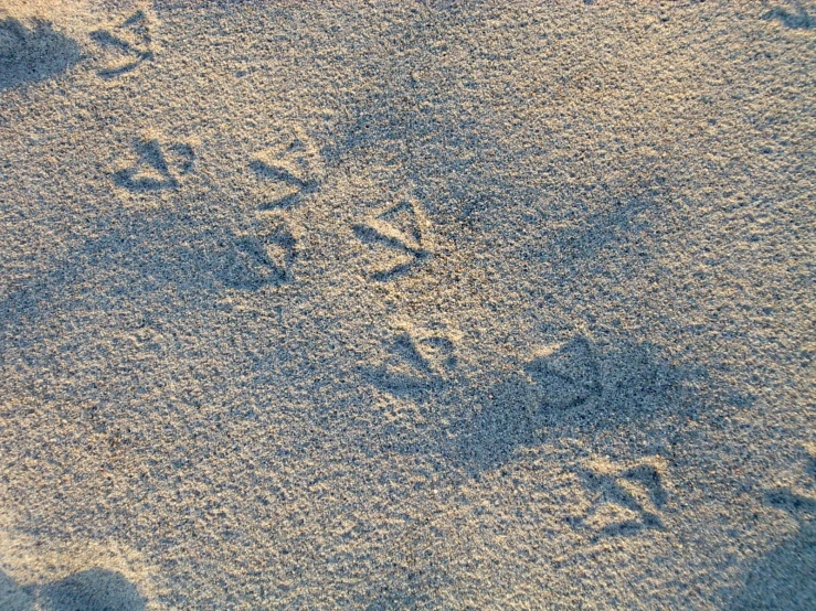 footprints of birds on the sand in the sun