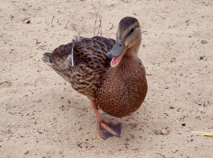 a duck is standing alone on the sand