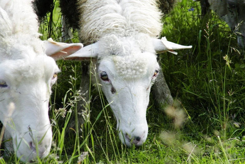 two sheep grazing in the grass behind some trees