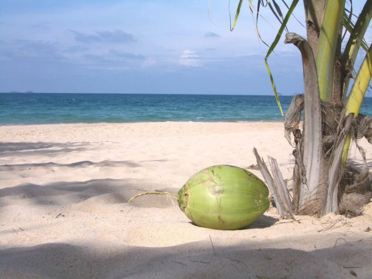 a lone coconut sitting on the sand under a tree