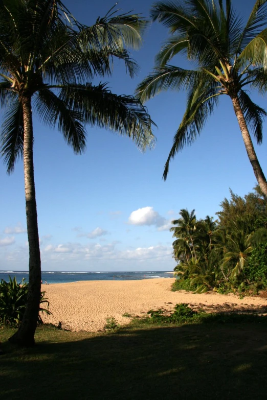 the palms are near the beach with blue skies above