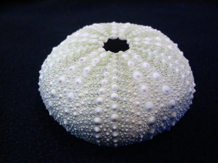 a white circular sea urinal covered in small pearls