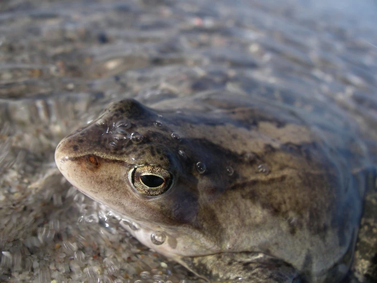 a gray and black frog swimming in shallow water