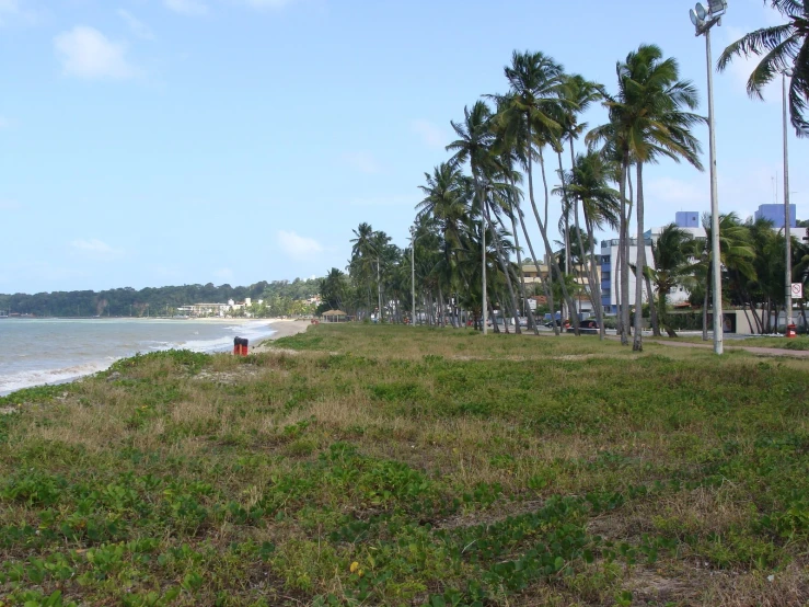 a dog is standing on the shore of a beach