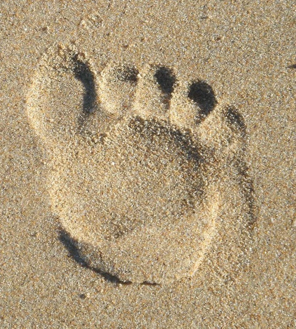 a paw prints on the beach at low tide