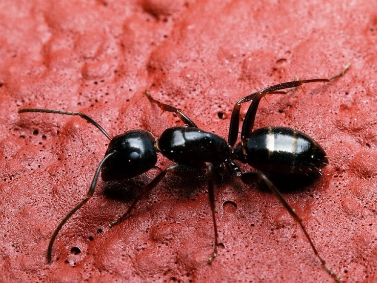 the black antebils are sitting together on the surface