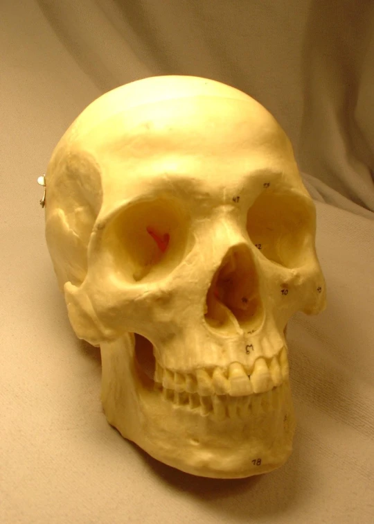 there is a fake skull with red eyes on a white surface