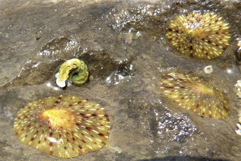 small yellow and brown sea slug under water