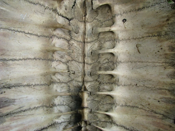the inside of a section of an animal skin