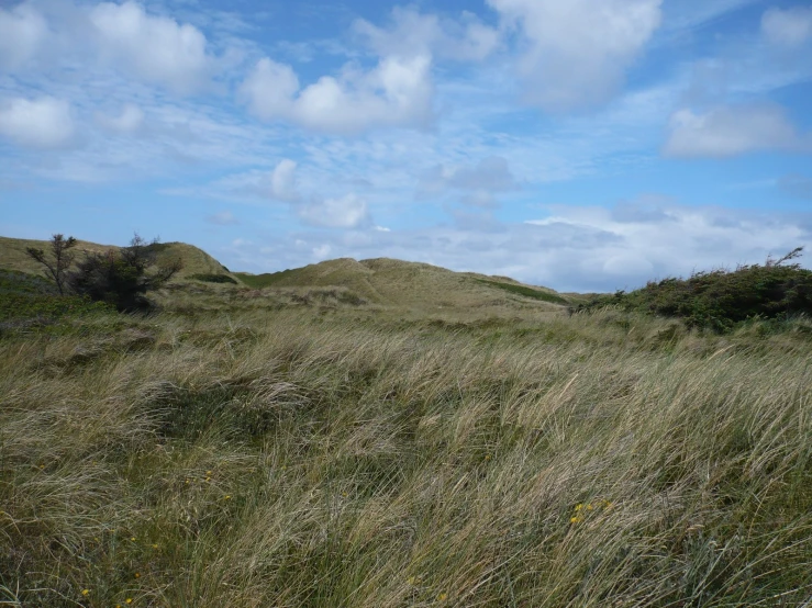 a field with grass and shrubs, and a white horse walking through the distance