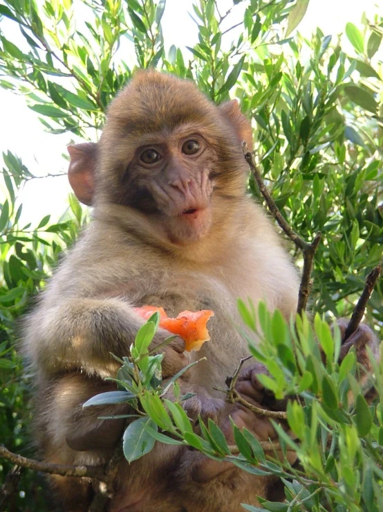 a small monkey is on the nches eating a small object