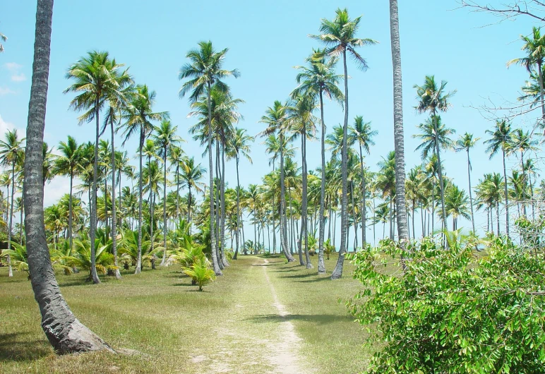 the palm trees line a path that winds through the grassy, tropical landscape