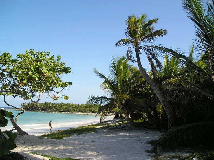 a person walking along the sand near trees and water