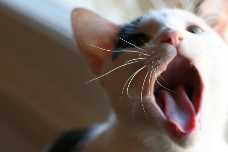 a white cat with its mouth open wide open