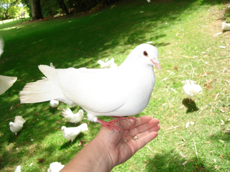 a white bird sitting on the palm of a person's hand