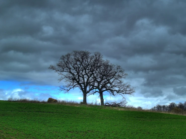 two trees in the middle of a green pasture