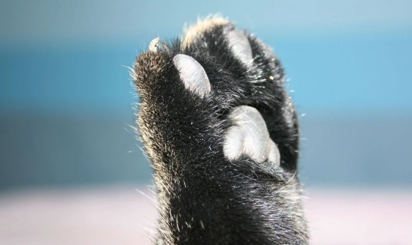 a black cat's paw with white patches and fur
