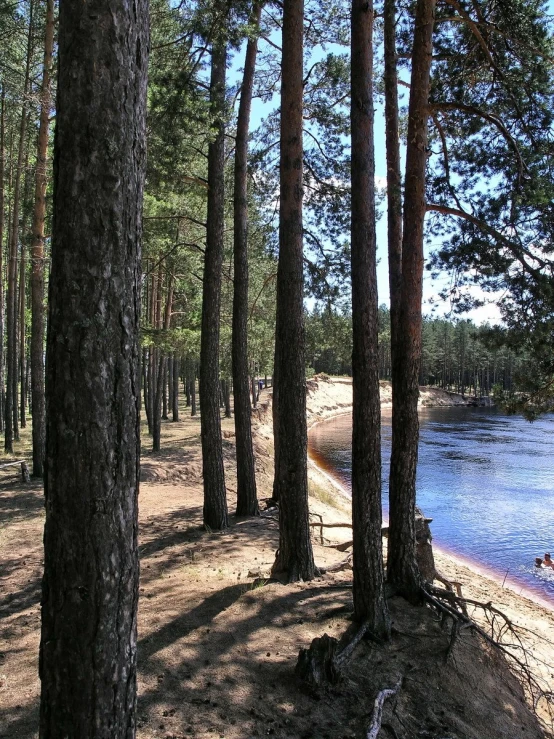 the trees are near the shore of a lake