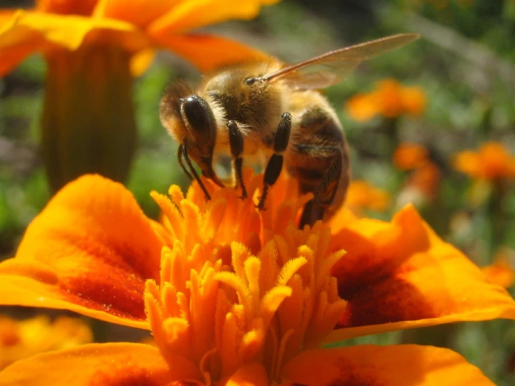 a close up view of the head and side of a honey bee on an orange flower