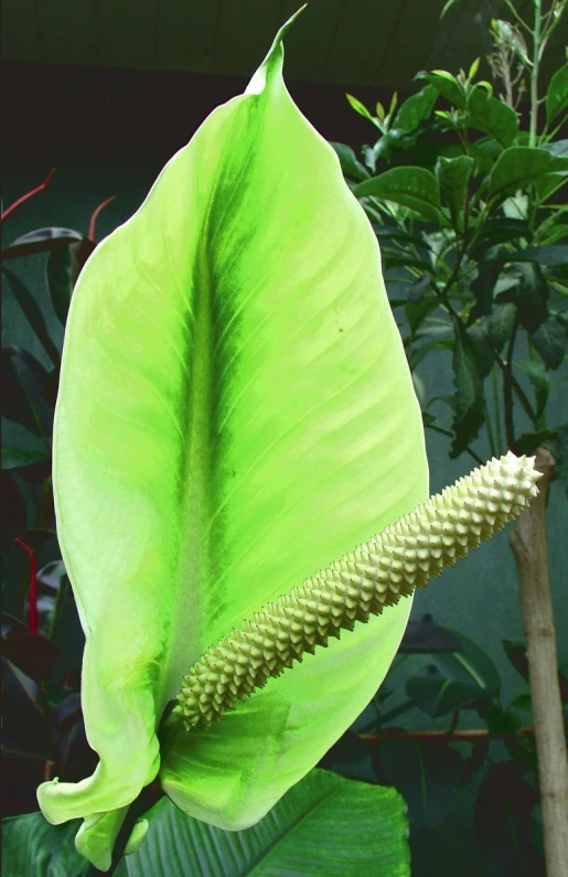 a large green leaf with some plant life behind it