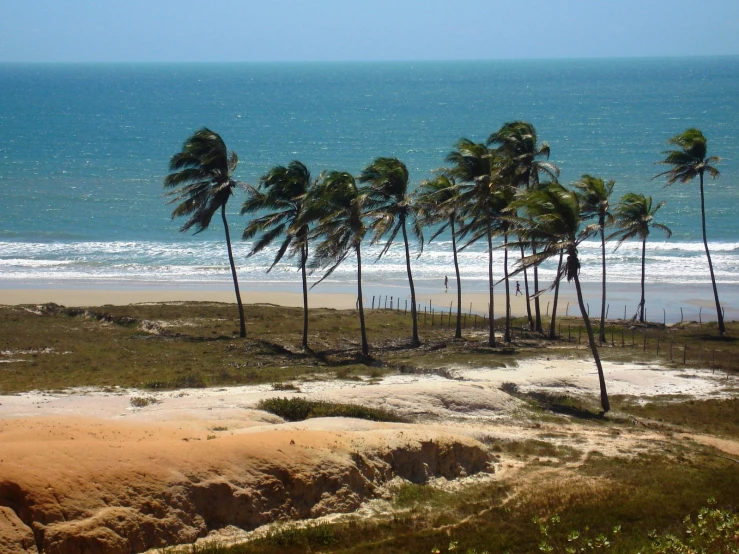 a number of palm trees on a beach