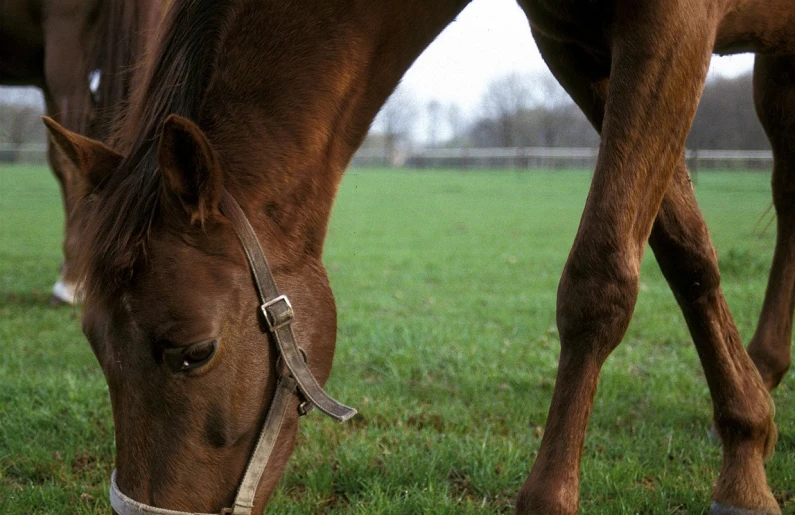 a horse grazes on some grass on a cold, foggy day