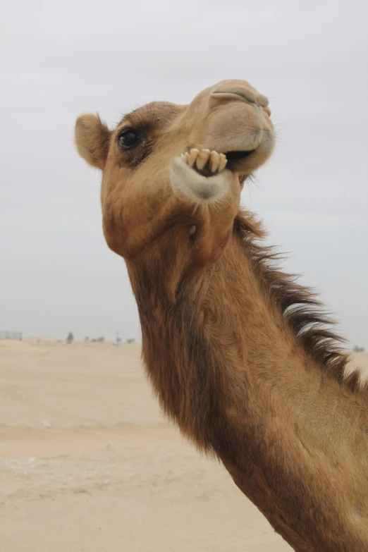 a close up of a camel with its mouth open
