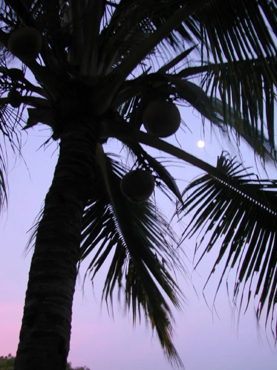 the moon is setting behind a large palm tree