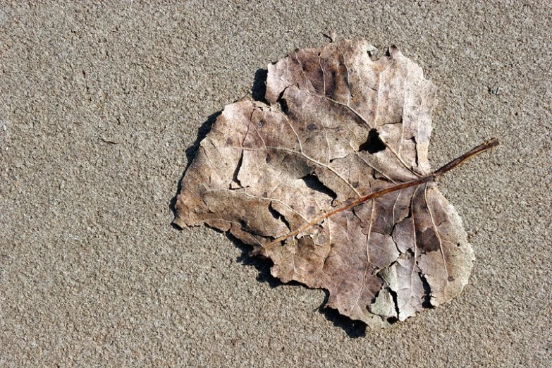 a dead leaf on concrete in the middle of the day