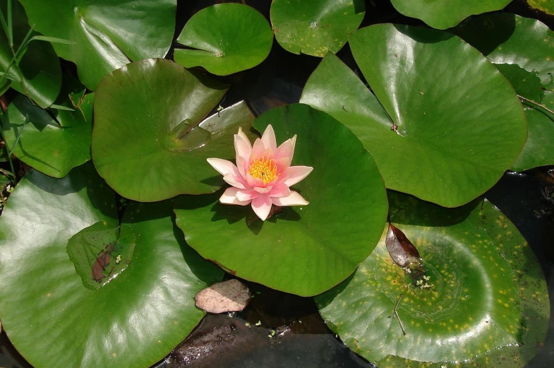 pink flower blooming from the center of lily pad