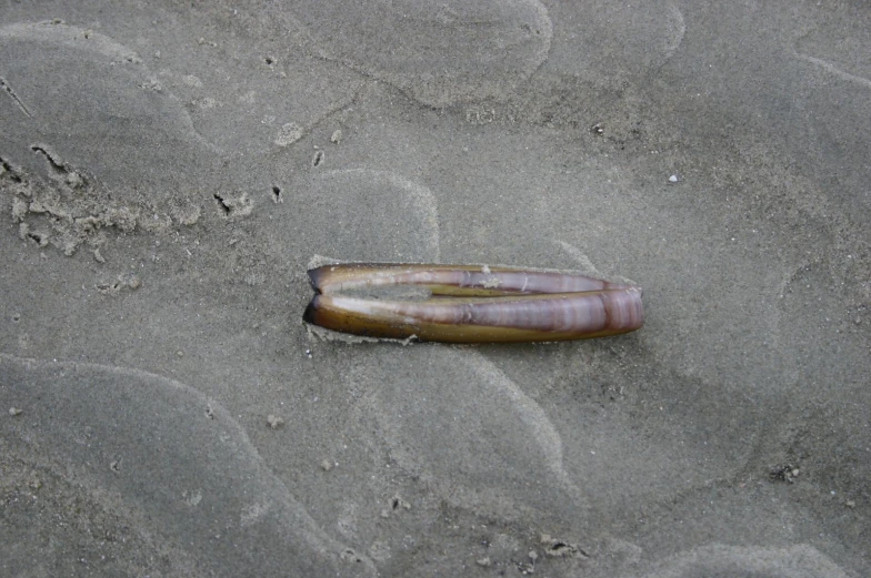 a brown insect lays on some sand and water