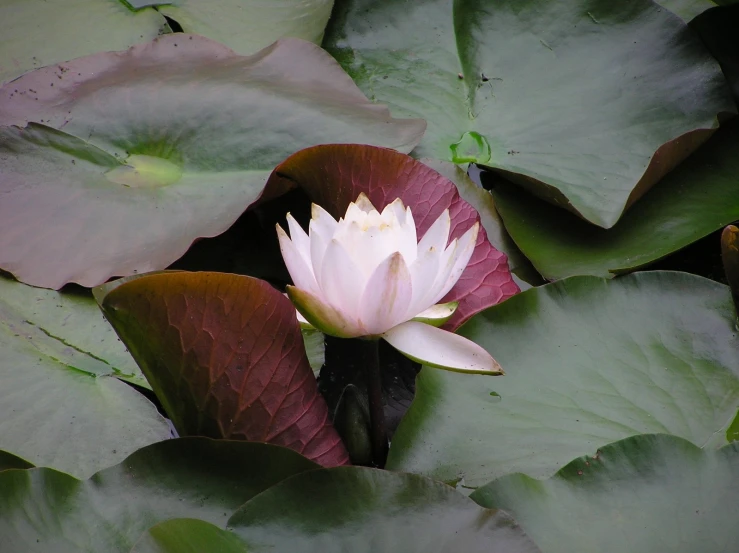 a pink flower surrounded by green leafy leaves