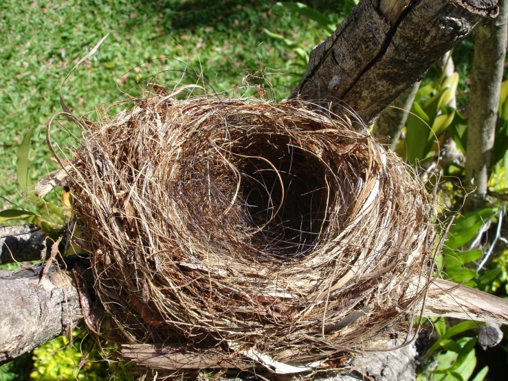 a nest of bird made of straw is sitting on a wooden pole